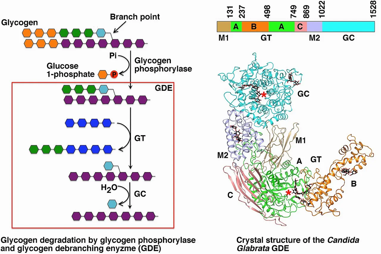 Function and Structure of Eukaryotic Glycogen Debranching Enzyme