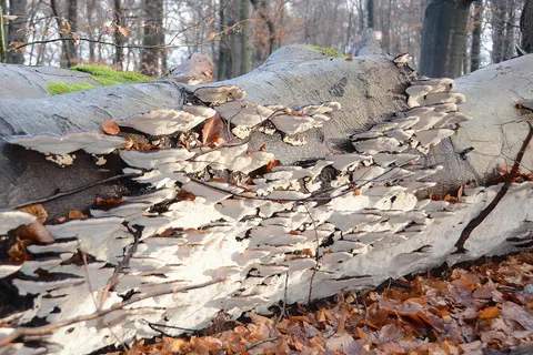 Hundreds of Ischnoderma resinosum (GB= Late fall polypore or Resinous polypore, D= Laubholz harzporling, F= Polypore resineux, ou Polypore radié, ou Polypore à rayons, NL= not officialy (Hars)Vlekkenzwam), white spores and causes white rot, on this fallen giant Beech in Sonsbeek Arnhem. Unbelievable that these species cover almost the whole underside of the trunk! Rather rare in Holland