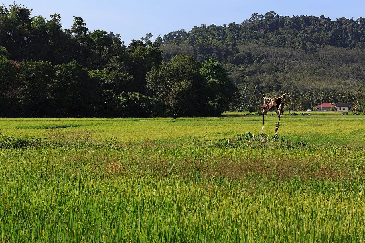 Langkawi, Malaysia: Rice paddy