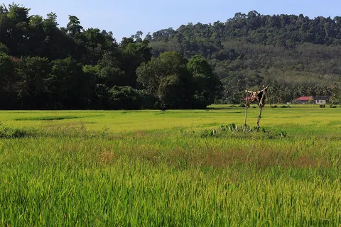 Langkawi, Malaysia: Rice paddy