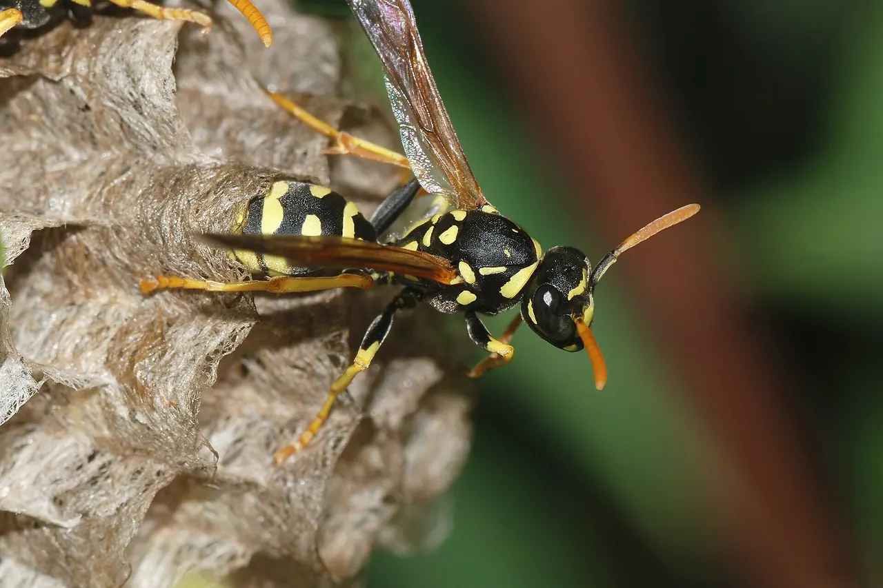 A young female paper wasp ( Polistes sp ).