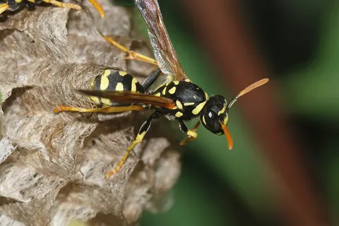 A young female paper wasp ( Polistes sp ).