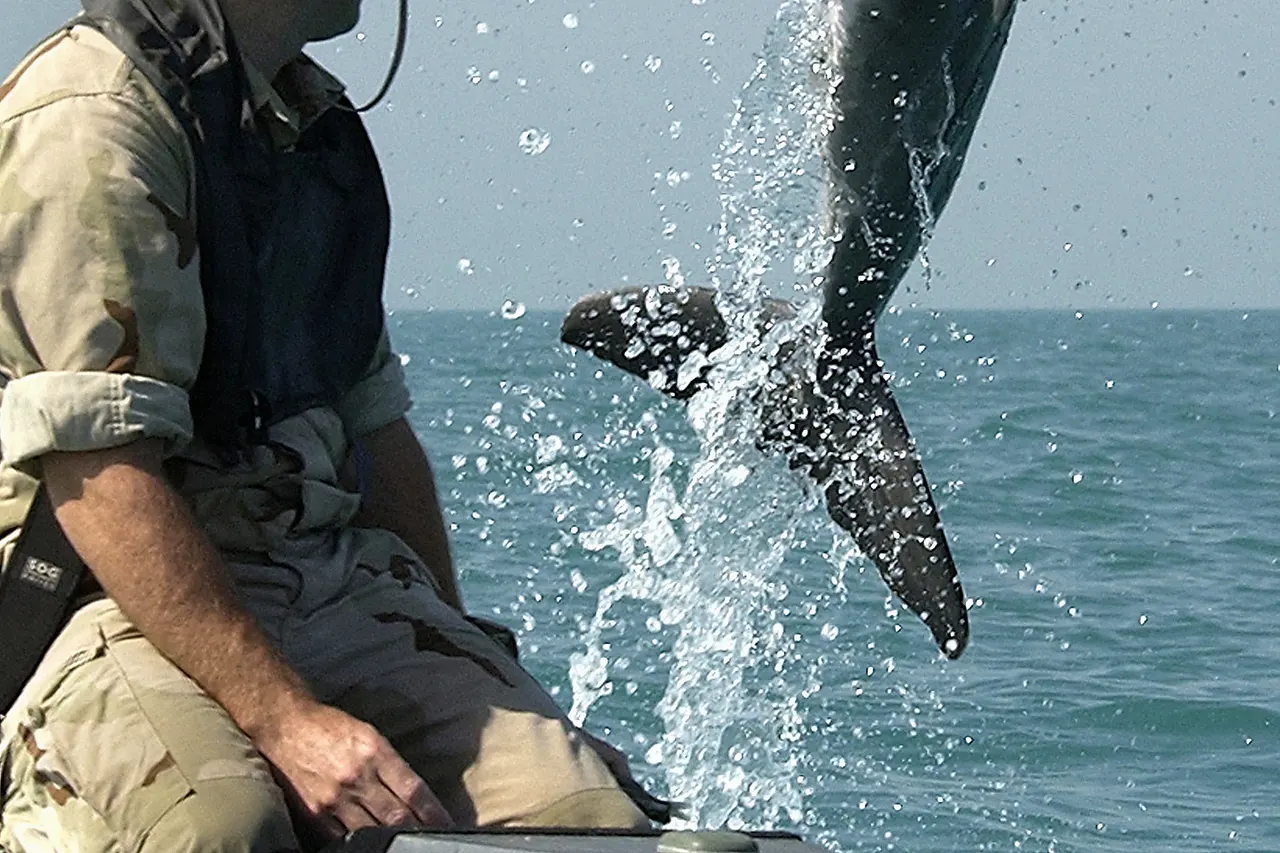 Bottlenose dolphin ( Tursiops truncatus ) of the NMMP on mineclearance operations, with locator beacon. K-Dog, a bottle-nose dolphin belonging to Commander Task Unit (CTU) 55.4.3, leaps out of the water in front of Sgt. Andrew Garrett while training near the USS Gunston Hall (LSD 44) in the Persian Gulf. Attached to the dolphin's pectoral fin is a "pinger" device that allows the handler to keep track of the dolphin when out of sight. CTU-55.4.3 is a multi-national team consisting of Naval Special Clearance Team-One, Fleet Diving Unit Three from the United Kingdom, Clearance Dive Team from Australia, and Explosive Ordnance Disposal Mobile Units Six and Eight (EODMU-6 and -8). These units are conducting deep/shallow water mine countermeasure operations to clear shipping lanes.