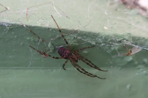 Spider of the genus Meta photographed near Eilean Donan Castle (Scotland)