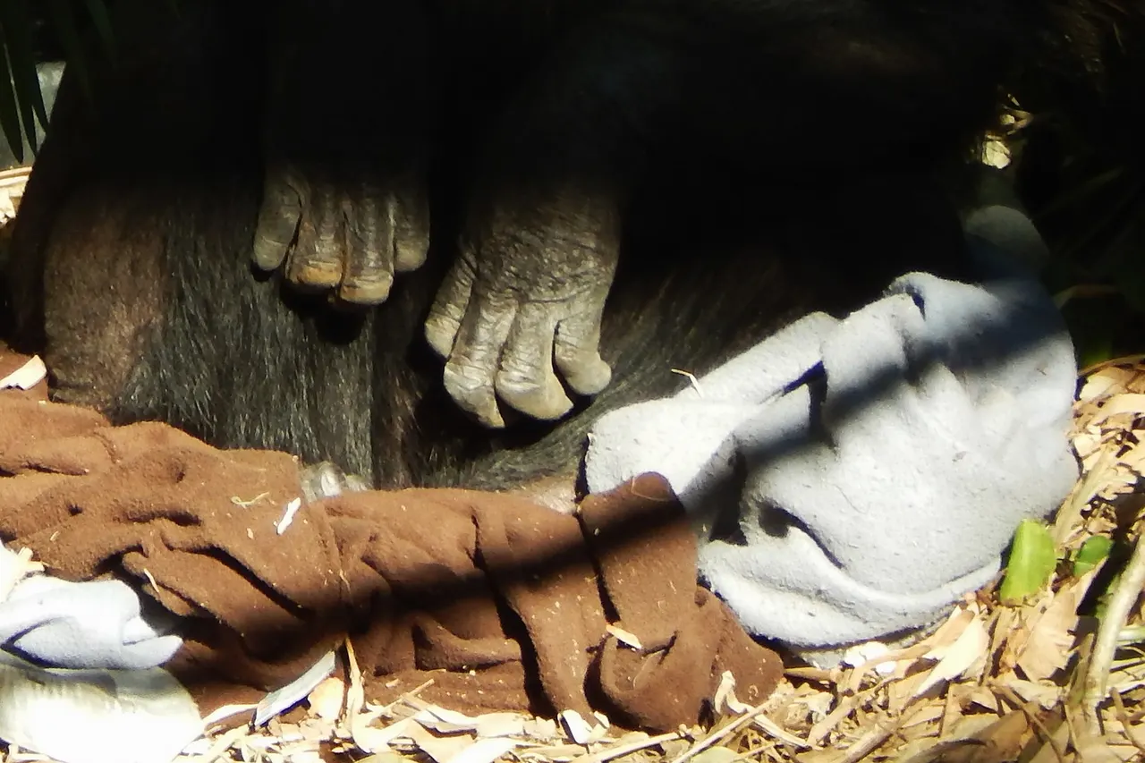 One of the chimpanzees at the Rockhampton Zoo in the regional Australian city of Rockhampton, Queensland.