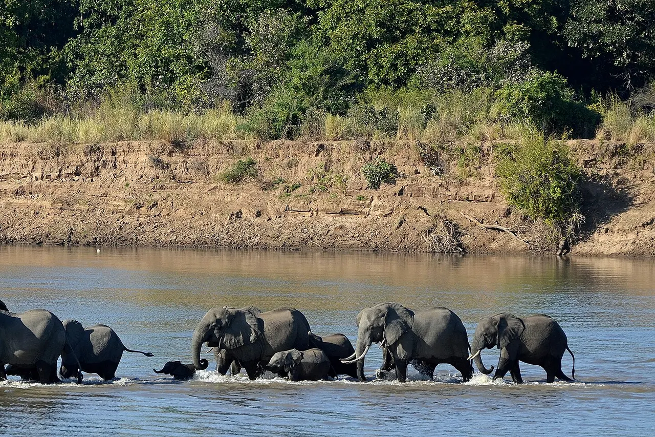 Elephants ( Loxodonta africana ) crossing the Luangwa River , South Luangwa National Park , Zambia .