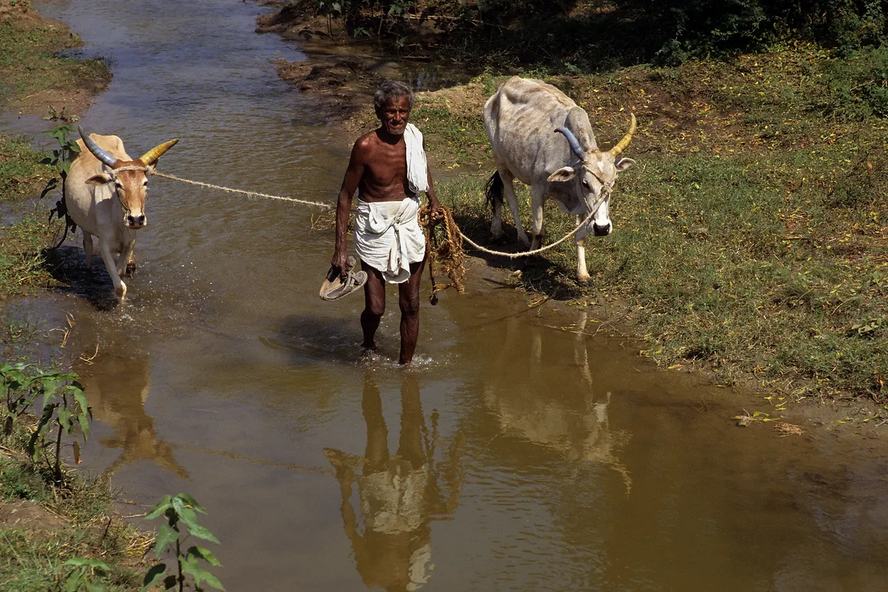 Farmer with oxen in Tamil Nadu , India in the year 1993.