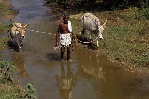 Farmer with oxen in Tamil Nadu , India in the year 1993.