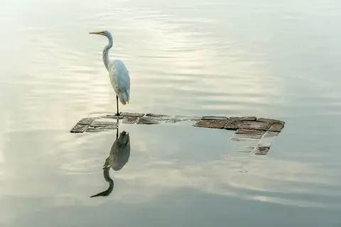 500px provided description: Heron enjoying sunset on Lake Avondale. [#lake ,#sunset ,#water ,#reflection ,#bird ,#evening ,#heron ,#wildlife]