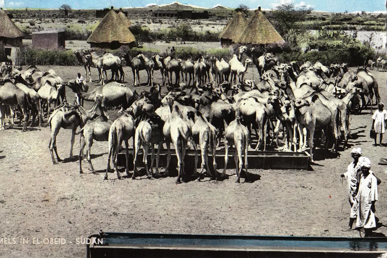 Camels in El Obeid (Al-Ubayyid), Sudan