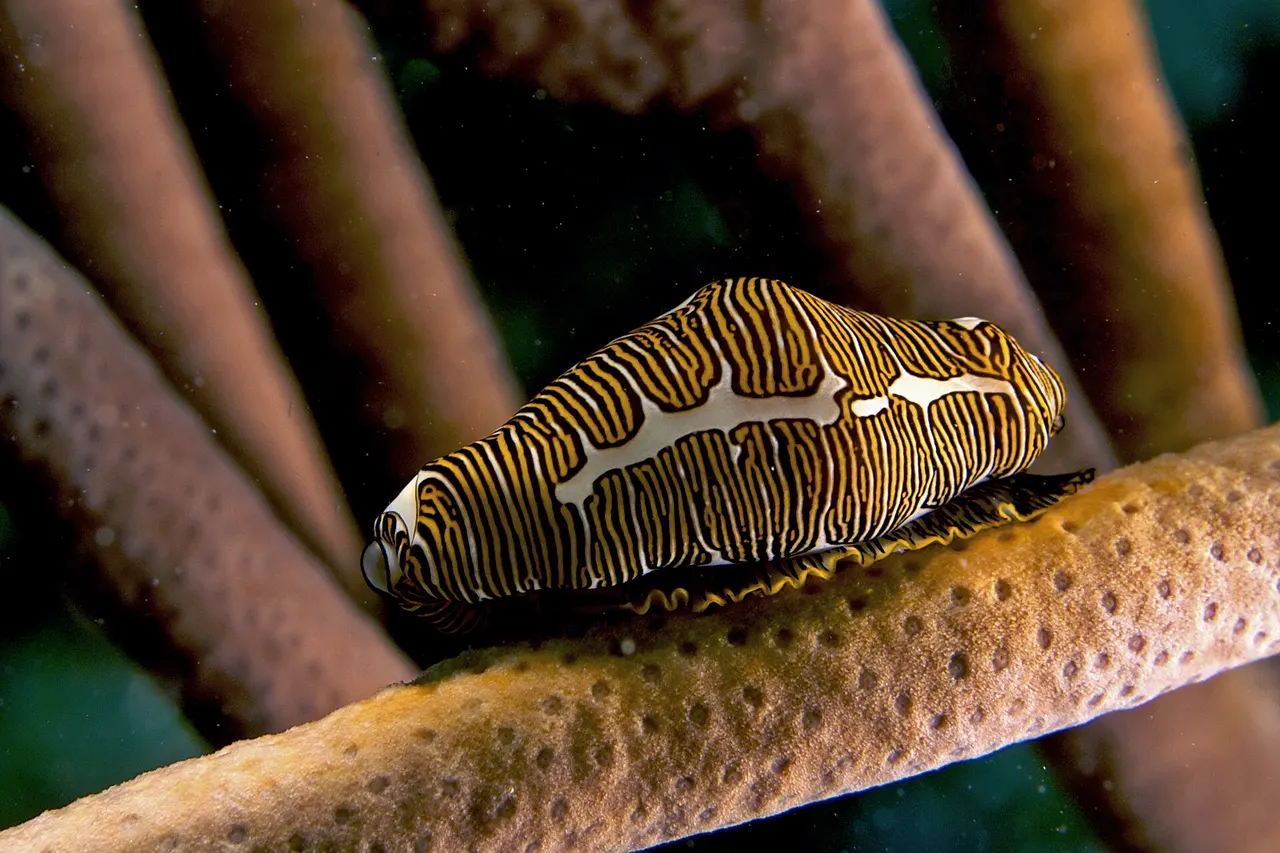 Cyphoma signatum (Fingerprint Cowry – Haiti)
