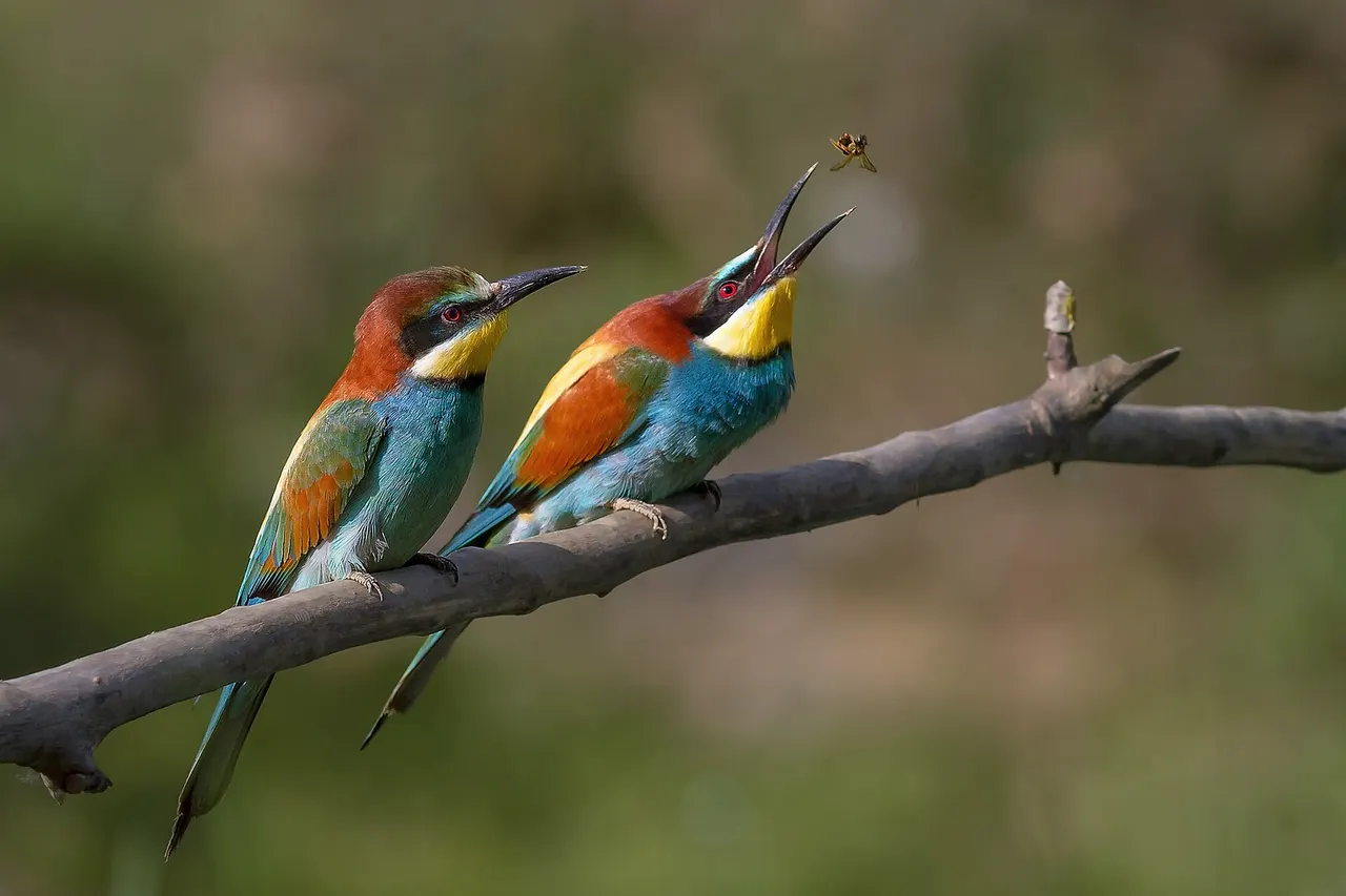 European Bee-eater Merops apiaster , Ariège , France . The female (in front) awaits the offering which the male will make.
