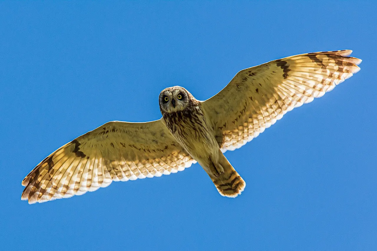 Sumpfohreule (asio flammeus) - Spiekeroog, Nationalpark niedersächsisches Wattenmeer
