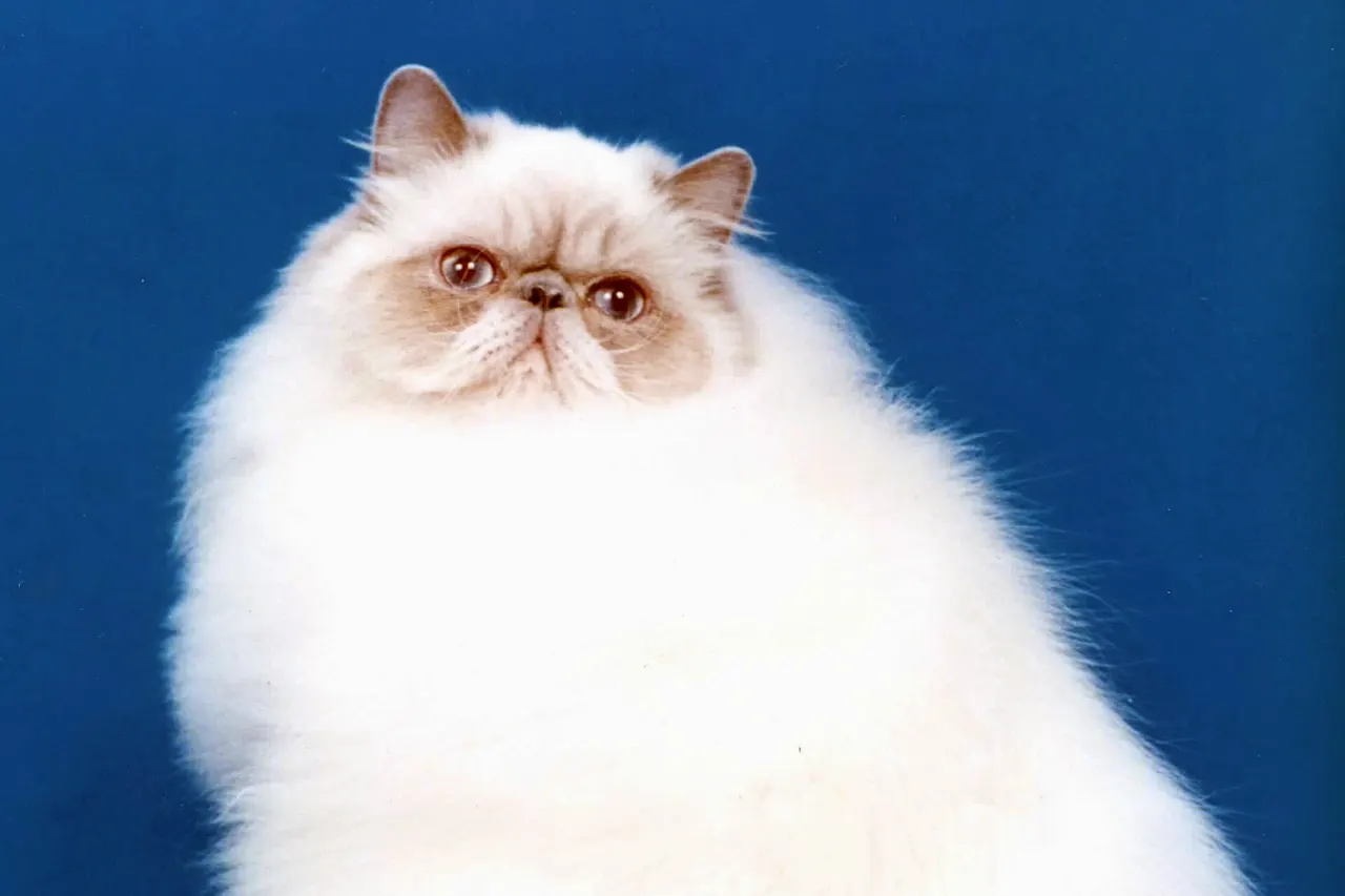 Grand Champion Lilac Himalayan/Colorpoint Persian