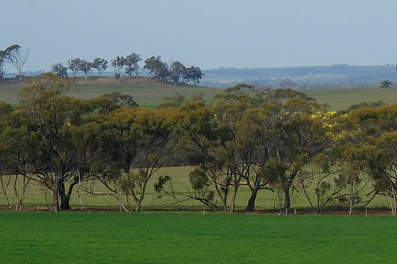 Photo taken 28th August 2008 wheatbelt photo trip Scenery near Centenary Hill east of w:Northam, Western AustraliaNortham, Western Australia