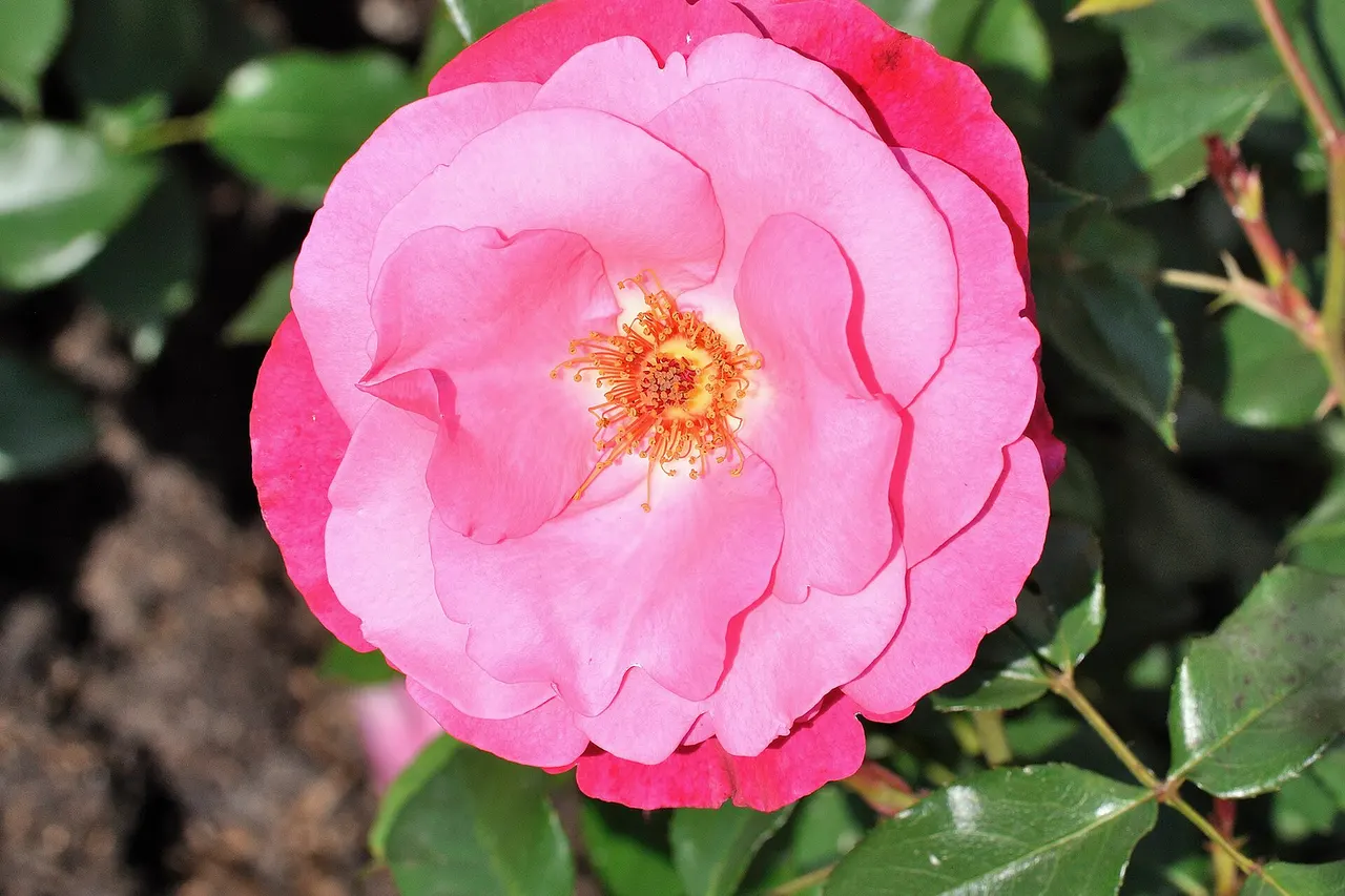 Rosa 'Dolly' Poulsen in Palmengarten, Frankfurt, Germany.