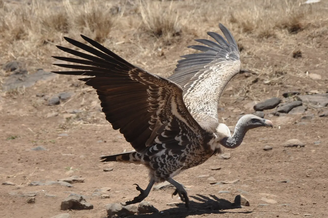 A Rüppell's Vulture at Nairobi National Park, Kenya. The shadow of the mid-day sun is directly under the vulture.